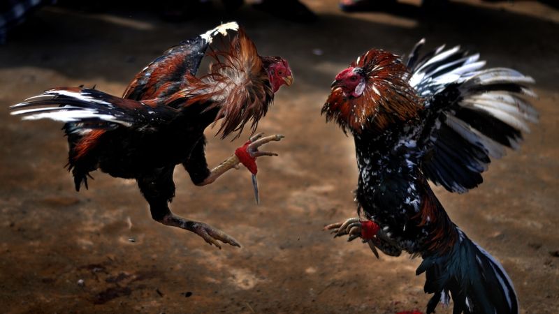 Hướng dẫn chọn giống gà thi đấu cựa sắt