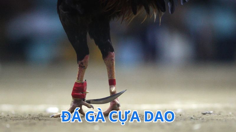 Giới thiệu về đá gà cựa dao