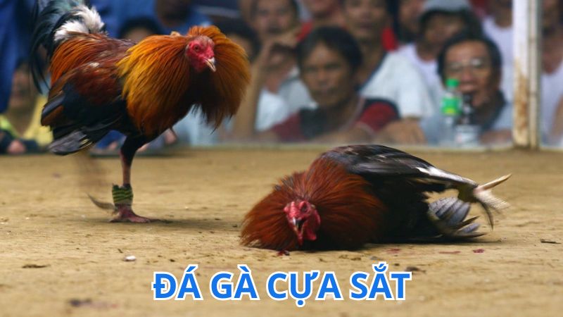 Tìm hiểu luật chơi đá gà cựa sắt