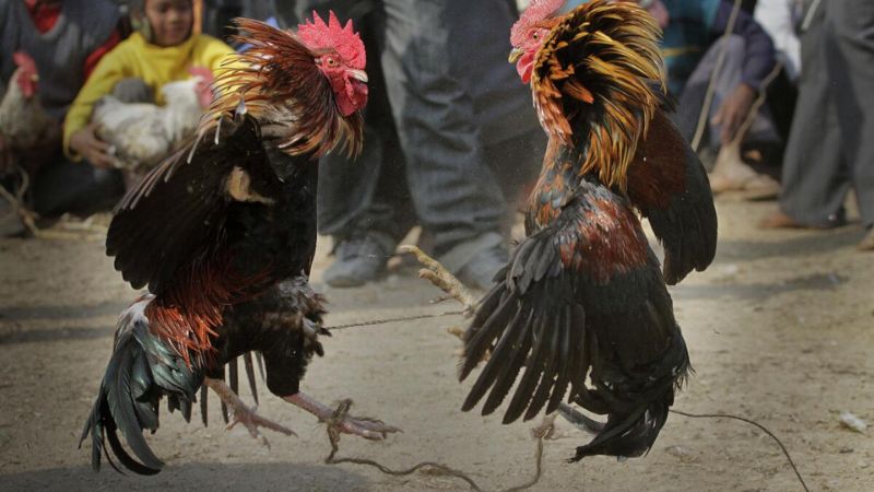 Cách chơi chọi gà cựa sắt cá cược