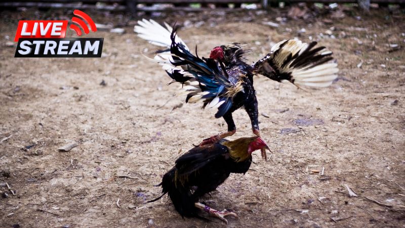 Các điểm lưu ý khi xem đá gà C1