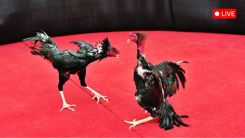 Các thế mạnh của trực tiếp chọi gà C1