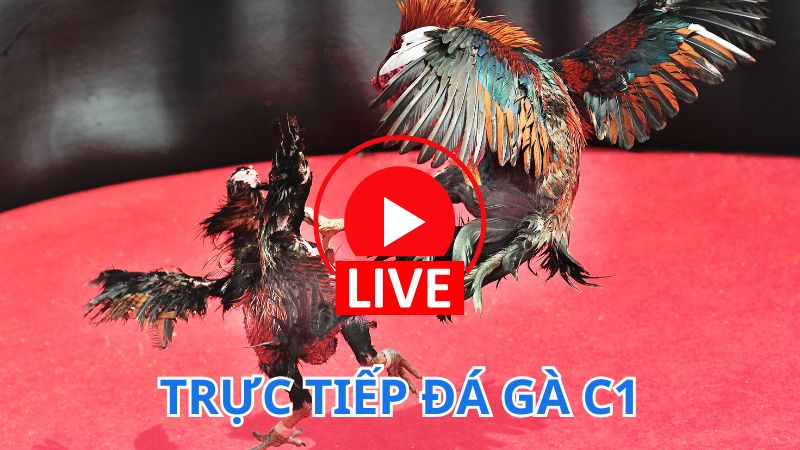 Trực tiếp đá gà C1 kênh theo dõi chọi gà trực tuyến