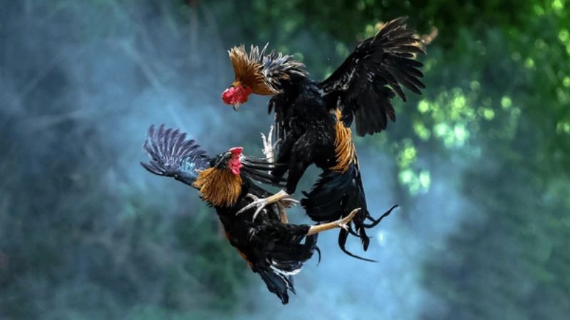 C3 đá gà có nhiều kèo ngon