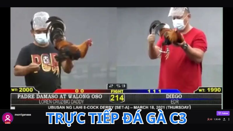 Trực tiếp đá gà C3 là cổng vào live đá gà hot